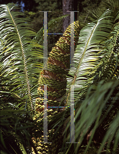 Picture of Lepidozamia peroffskyana 