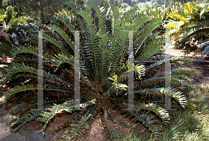 Picture of Encephalartos arenarius 