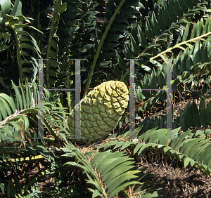 Picture of Encephalartos transvenosus 