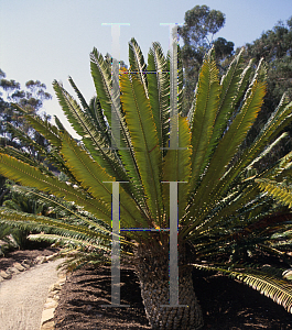 Picture of Encephalartos transvenosus 