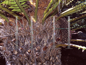 Picture of Encephalartos transvenosus 