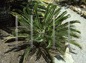 Picture of Encephalartos humilis 
