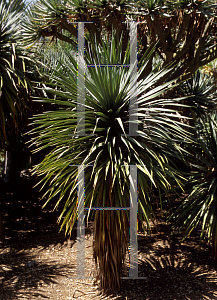 Picture of Dracaena draco 