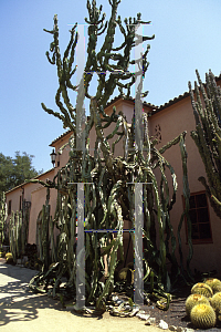 Picture of Euphorbia ingens 