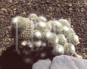 Picture of Mammillaria hahniana 