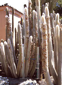 Picture of Cleistocactus hyalacanthus 