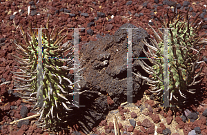 Picture of Euphorbia schoenlandii 