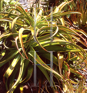 Picture of Aloe spicata 