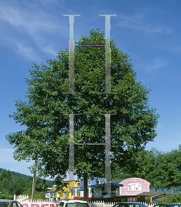 Picture of Alnus rubra 