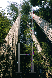 Picture of Sequoia sempervirens 