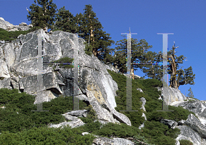 Picture of Juniperus occidentalis var. occidentalis 