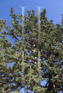 Picture of Juniperus occidentalis var. occidentalis 