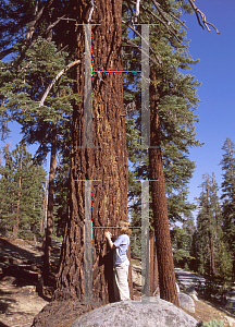 Picture of Abies magnifica 