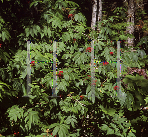 Picture of Sorbus sitchensis 