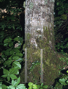 Picture of Abies amabilis 