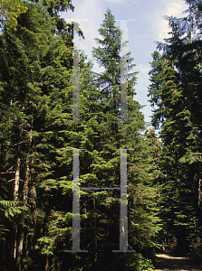 Picture of Abies amabilis 