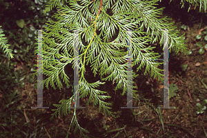 Picture of Thuja plicata 