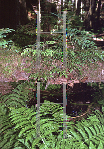Picture of Tsuga heterophylla 
