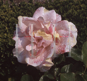 Picture of Rosa  'Paris d'Yves St. Laurent'