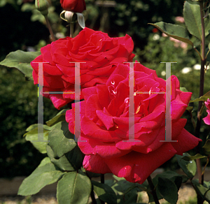 Picture of Rosa  'Mister Lincoln'