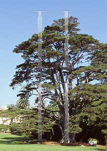 Picture of Cupressus macrocarpa 