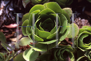 Picture of Aeonium cuneatum 