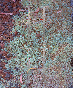Picture of Sedum dasyphyllum 