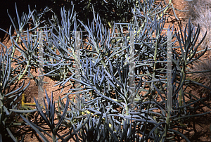 Picture of Senecio mandraliscae 