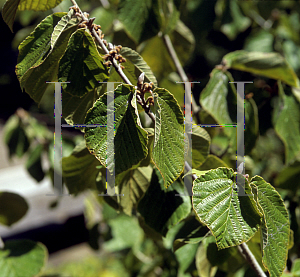 Picture of Hamamelis mollis 'Pallida'