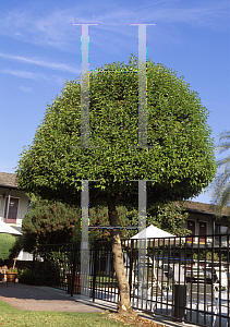 Picture of Ligustrum lucidum 