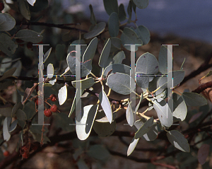 Picture of Arctostaphylos viscida 