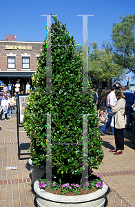 Picture of Ligustrum japonicum 