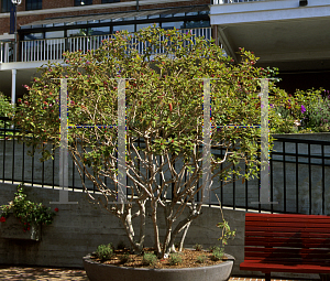 Picture of Tibouchina urvilleana 