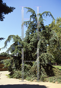 Picture of Cedrus deodara 'Pendula'