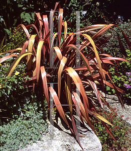 Picture of Phormium  'Rainbow River'