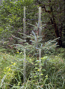 Picture of Picea sitchensis 