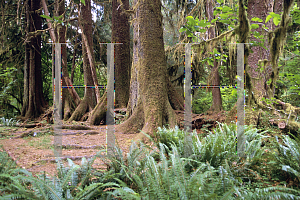 Picture of Picea sitchensis 