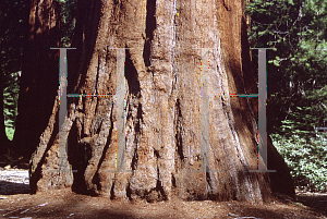 Picture of Sequoiadendron giganteum 