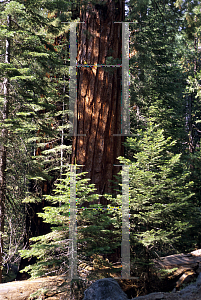 Picture of Sequoiadendron giganteum 