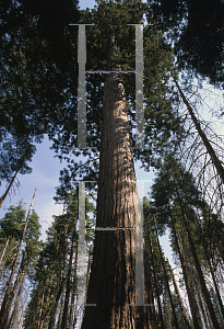 Picture of Pinus lambertiana 