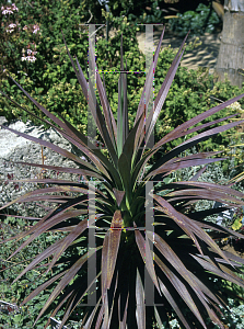 Picture of Yucca  'Blue Boy'