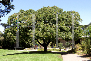 Picture of Juglans regia 