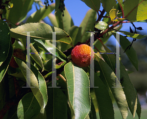 Picture of Arbutus  'Marina'