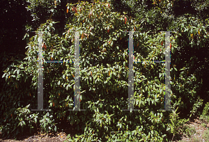 Picture of Luculia intermedia 