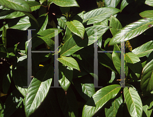 Picture of Luculia intermedia 