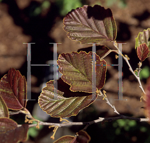 Picture of Hamamelis vernalis 'Purpurea'