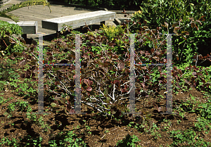 Picture of Hamamelis vernalis 'Purpurea'