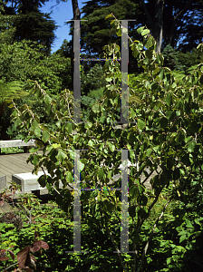 Picture of Hamamelis mollis 'Pallida'