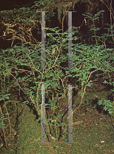 Picture of Vaccinium membranaceum 