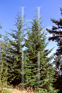 Picture of Pseudotsuga menziesii 